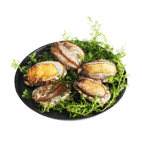 鮑魚(yú)