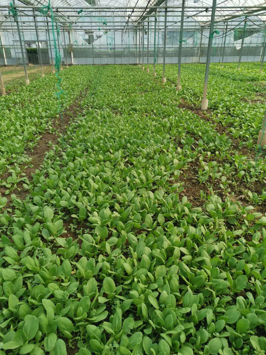 食堂蔬菜生鮮配送——鮮享自然，守護餐桌安全
